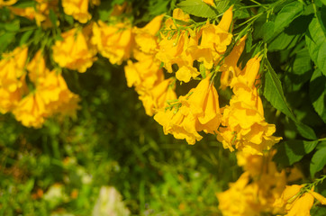 Natural Yellow Elderly Bell Yellow Background