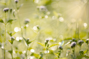 White bokeh on a green nature background