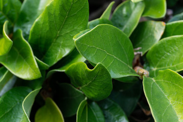 Green leaves background