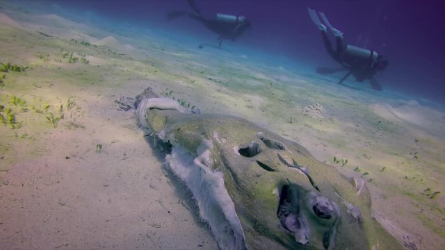 Slow motion shot of fish skeleton on sandy ocean floor with divers swimming in background, people exploring underwater - Komodo Island, Indonesia