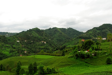 TRABZON / TURKEY - SEPTEMBER 04, 2006: Village, Tea Plantations. Of District