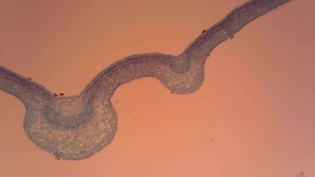 Microscope Leaf of Winter Jasmine x1000