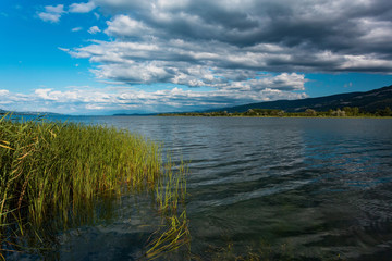 Reed cane and impressive sky in the lake.