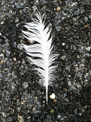 wet white feather with water droplets on black pavement background
