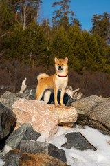 Shiba inu dog on gray rocks on the coast in early spring