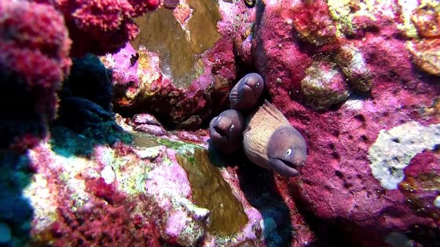 Avoid 3Cs! Whiteeyed moray Part2