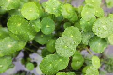 Green leaf with water droplets