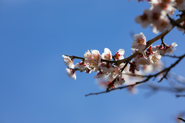 Close-up of plum blossoms against the blue sky on a spring day