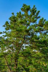 Fototapeta premium Pine forest on dunes, Ecoregion pine wasteland, Cape Cod Massachusetts, US