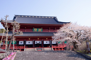 日光山輪王寺　三仏堂と金剛桜（国天然記念物）