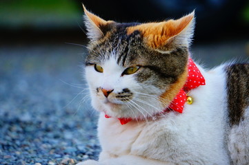 駐車場に座る三毛猫
