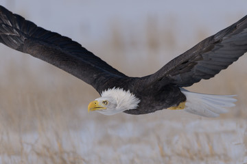Bald eagle flyby Colorado