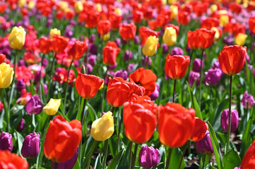 日本の国営武蔵丘陵森林公園のお花畑の早咲きのチューリップが咲く春の風景　赤色の花のダーウィンオレンジ