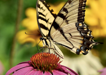 An eastern tiger swallowtail butterfly (Papilio glaucus) feeds on the nectar of a purple coneflower (Echinacea purpurea). Long Island, NY. Closeup.  Copy space.