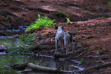 Dog by the river