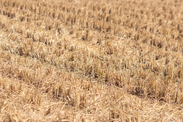 稲刈りの切り株