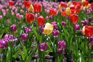 Naklejka premium 日本の国営武蔵丘陵森林公園のお花畑の早咲きのチューリップが咲く春の風景 黄色の花のフレンドシップ