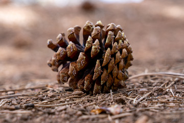 close up of a pine cone