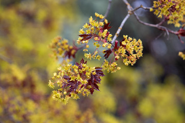 blossoms