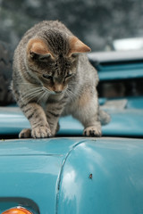 gato cazando una mosca