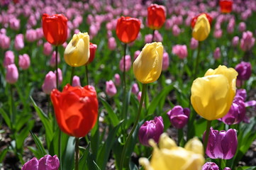 日本の国営武蔵丘陵森林公園のお花畑の早咲きのチューリップが咲く春の風景　黄色の花のフレンドシップ