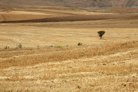 One tree at drought field in Elazig, Turkey.