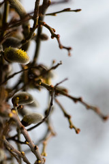Pussy Willow