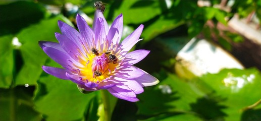 bee on a lotus flower