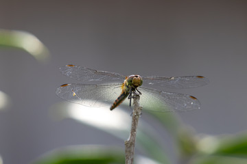 シオカラトンボ