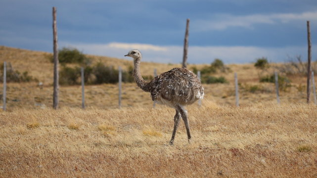 nandu in patagonia