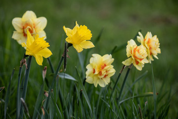 daffodils