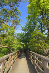 Fototapeta na wymiar 石作りの橋と林