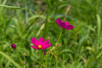 コスモス