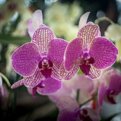 Fototapeta na wymiar orquideas lilas