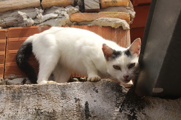 funny white cat on the fence.