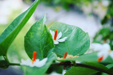 red and yellow flower