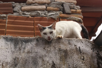 Fototapeta na wymiar funny white cat on the fence.