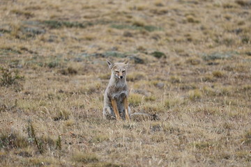 fox in patagonia