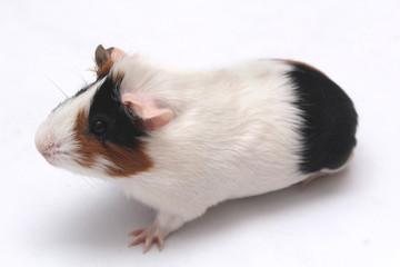 pet guinea pig looks at a white background