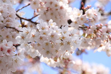 春の桜
