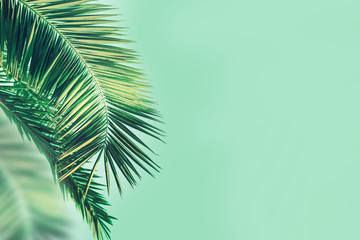 Fototapeta na wymiar Close up leaf coconut palm trees on mint color background. Summer vacation and nature travel concept. Natural texture with copy space and toning.