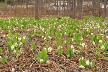 水芭蕉が咲く水辺