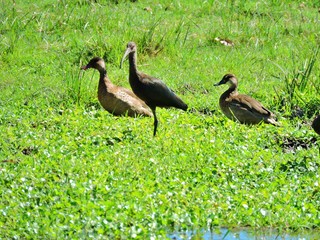 AVES