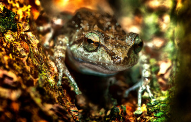 ranita de topes de collantes cuba