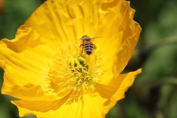 黄色い花とミツバチ（yellow flower  and a bee)