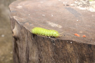 caterpillar walking on a tree trunk.