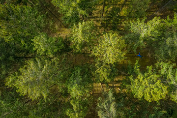 Fototapeta na wymiar Vertical drone view at top of a green forest at springtime, birds eye view from above.