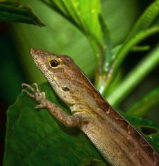 lagartija topes de collantes cuba