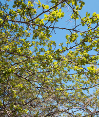 Fototapeta premium yellow maple leaves against blue sky