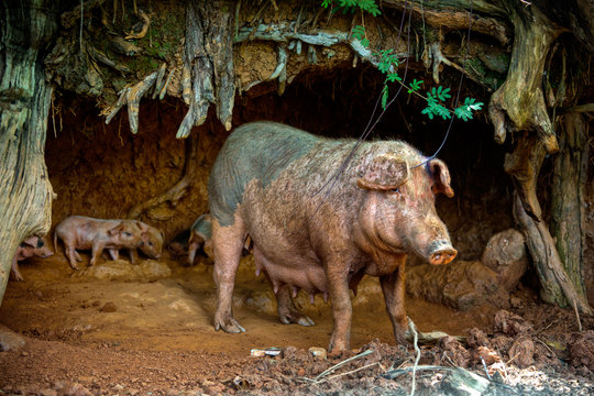 cerdos salvajes en topes de collantes cuba